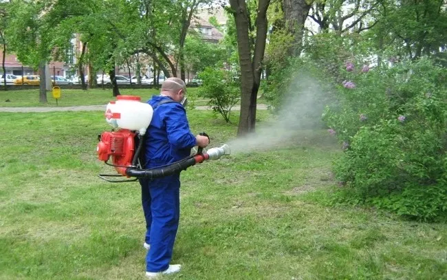 După ce mai mulţi cetăţeni s-au plâns de ţânţari şi căpuşe, administraţia băimăreană anunţă dezinsecţie şi deratizare