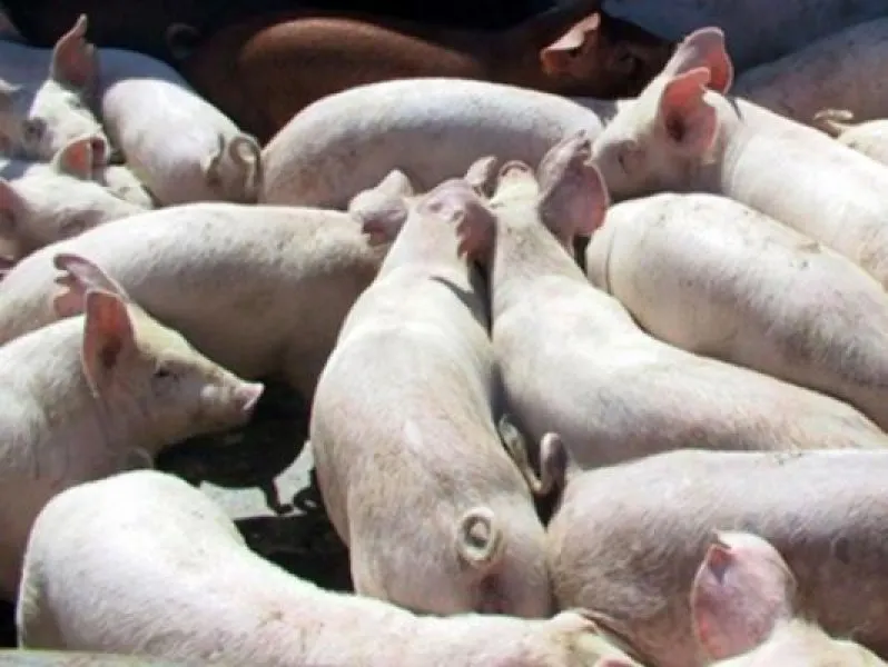 DSVSA a dispus o serie de măsuri pentru prevenirea răspândirii pestei porcine africane în Maramureș