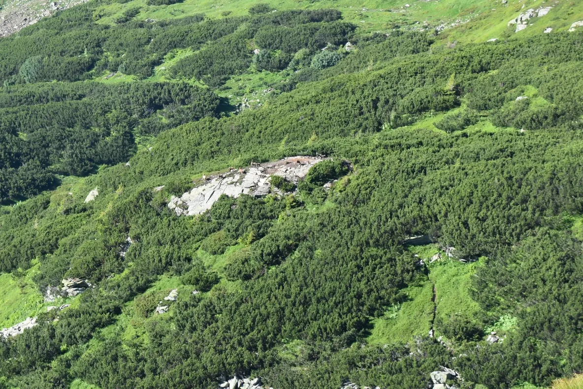 Peste 80 de exemplare de capră neagră au fost identificate în Munții Rodnei