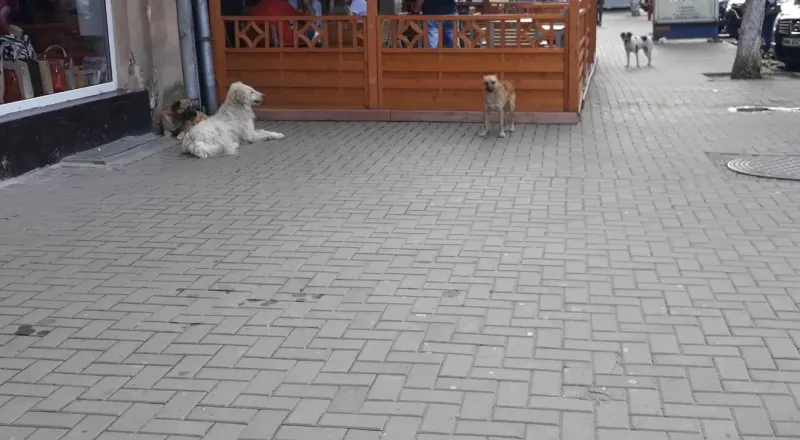 Au reapărut haitele de câini fără stăpân pe străzile din Sighetu Marmației