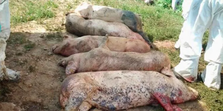Liderii PNL cer demisii din cauza pestei porcine
