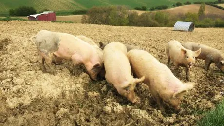Peste porcină ameninţă să ajungă şi în Maramureş