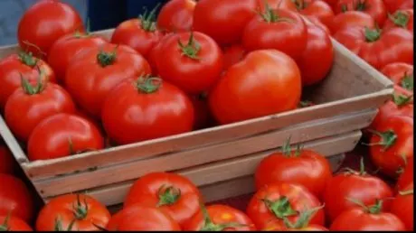 Peste 60 de mii de euro au încasat 45 de legumicultori din Maramureş