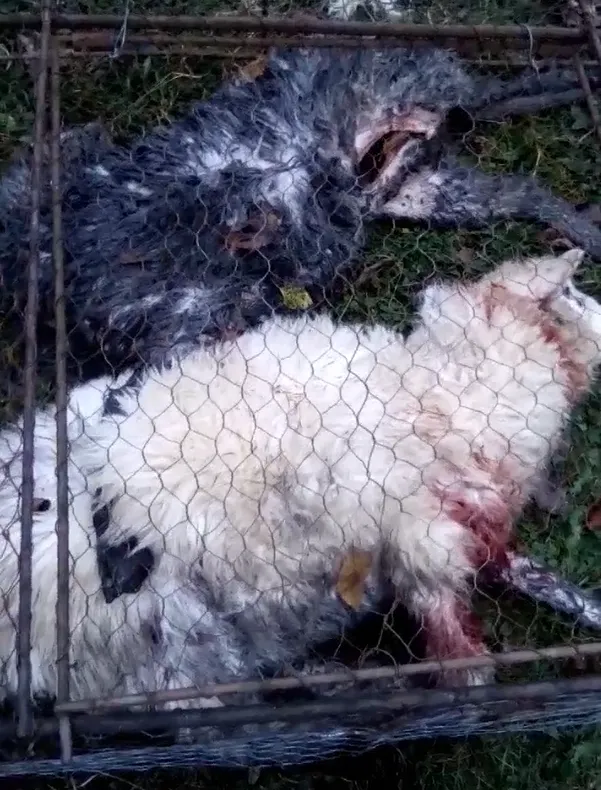 Câinii comunitari au făcut prăpăd în gospodăria unui sighetean