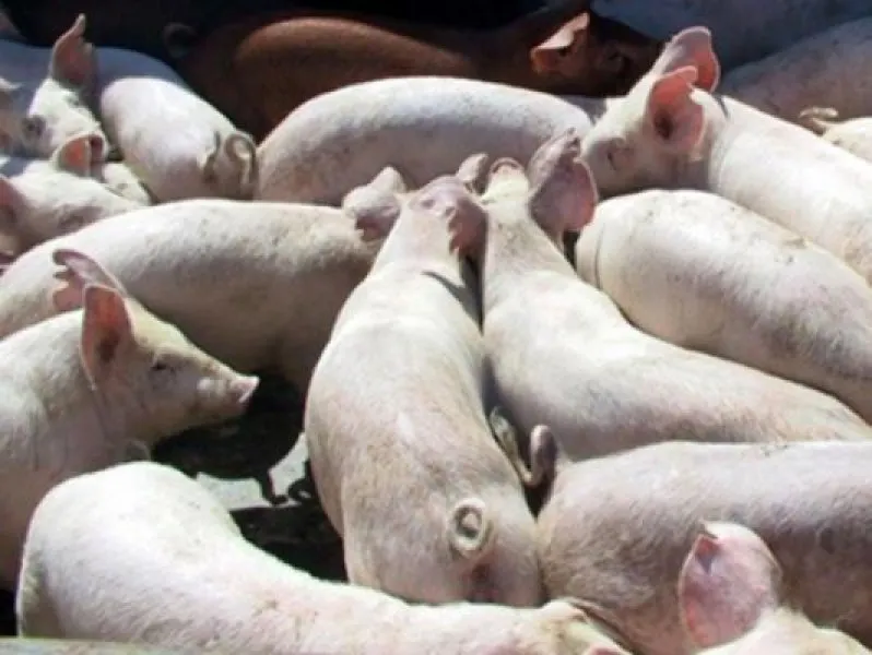 Ce spun primarii maramureșeni după extinderea pestei porcine africane în Maramureș