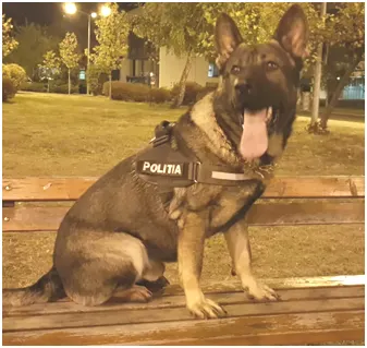 Violator prins cu ajutorul câinelui de intervenție