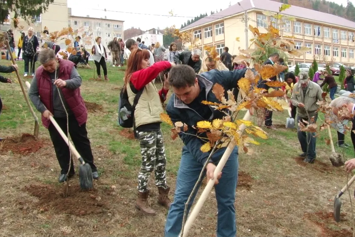 100 de stejari au fost plantați la Cavnic, în Anul Centenarului Marii Uniri a României