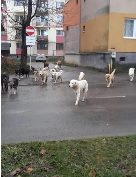Haită de câini surprinsă pe străzile din Sighetu Marmației