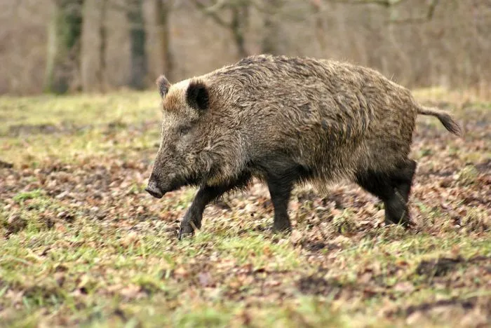Un bărbat din Maramureș este cercetat pentru braconaj după ce a împușcat un mistreț