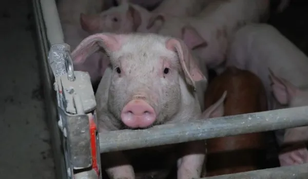 Transportul ilegal de animale se sancționează drastic