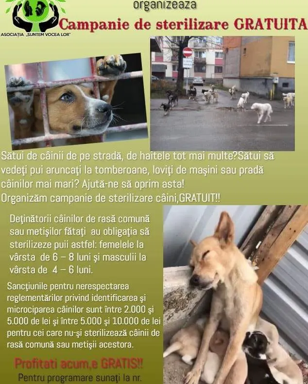 SIGHETU MARMAȚIEI: Campanie gratuită de sterilizare a câinilor
