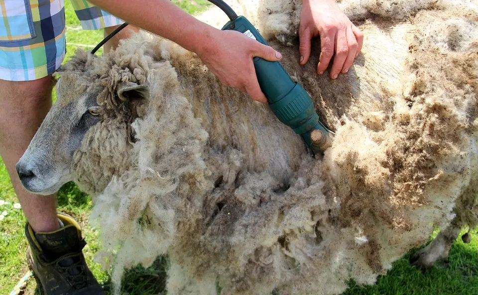 Crescătorii de ovine vor primi și în 2019 ajutor de minimis pentru comercializarea lânii