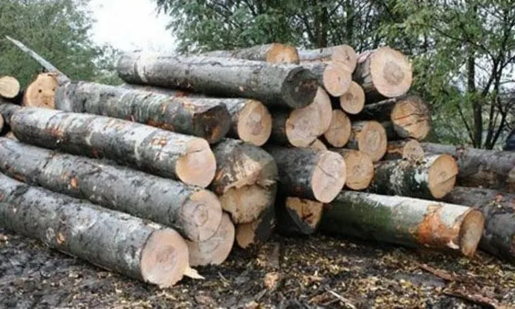 Cu ochii pe hoții de lemne! Amenzi de 64.000 lei