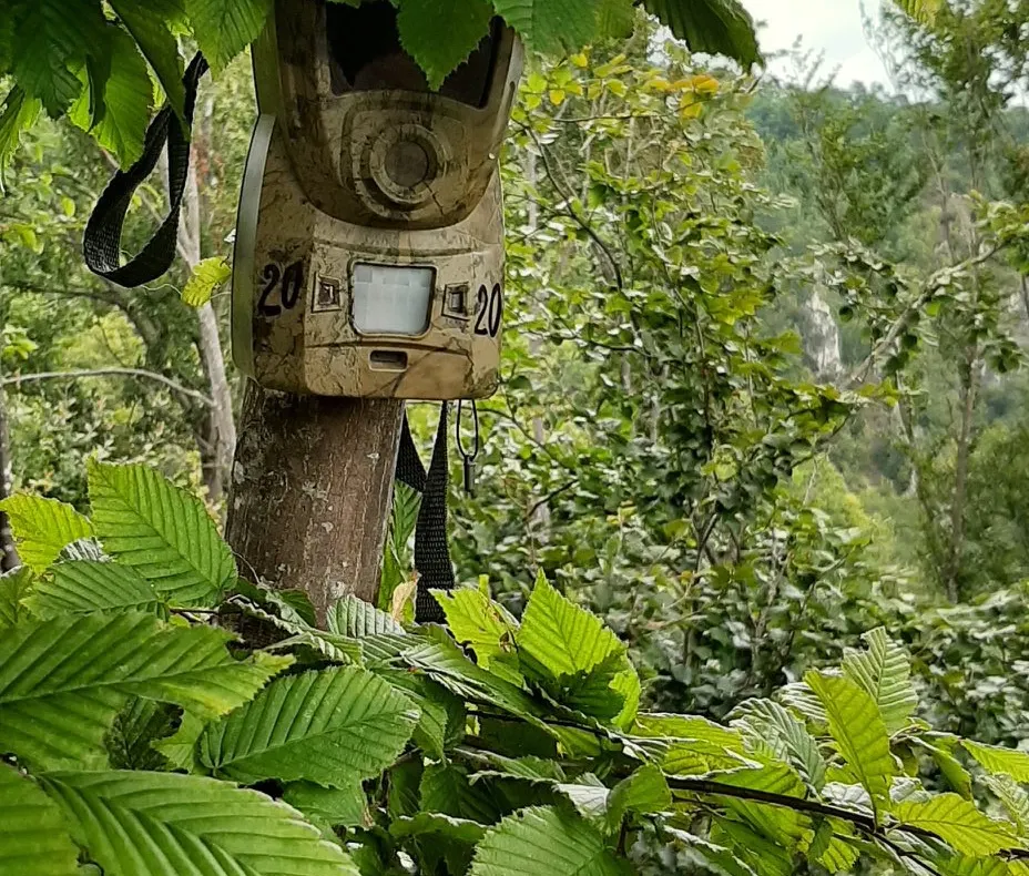 Camere de supraveghere în Rezervația Cheile Lăpușului