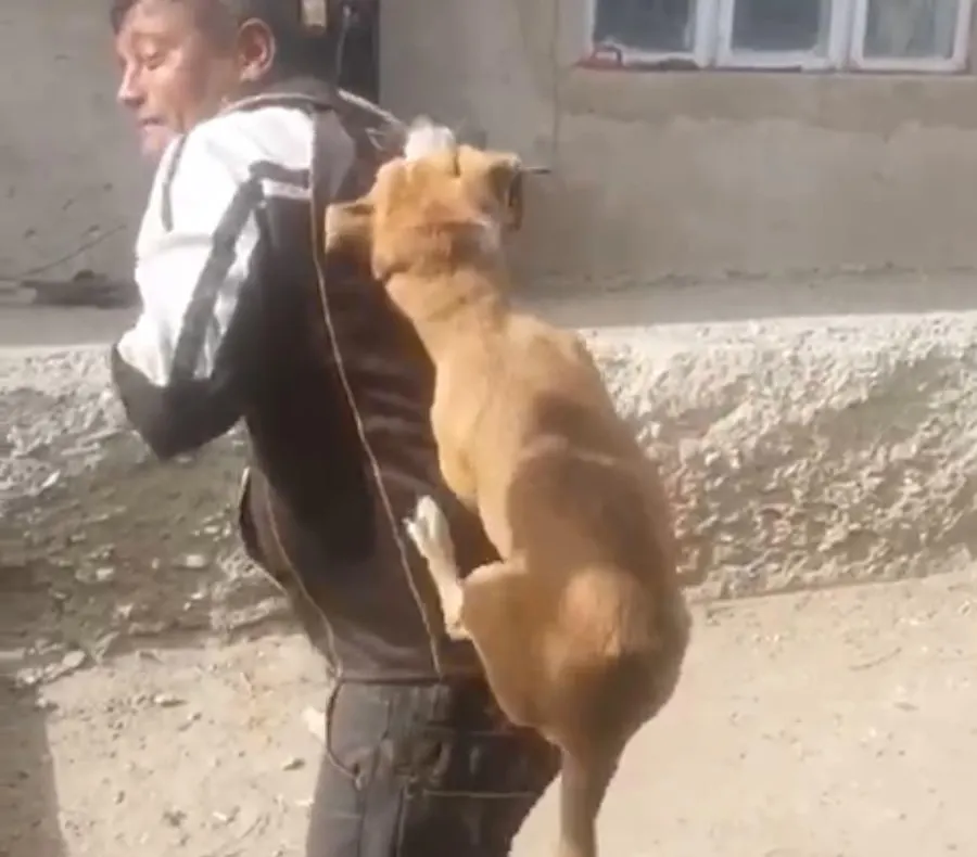 CRUZIME FĂRĂ MARGINI: Un cățel a fost târât după o mașină iar apoi aruncat într-un tomberon