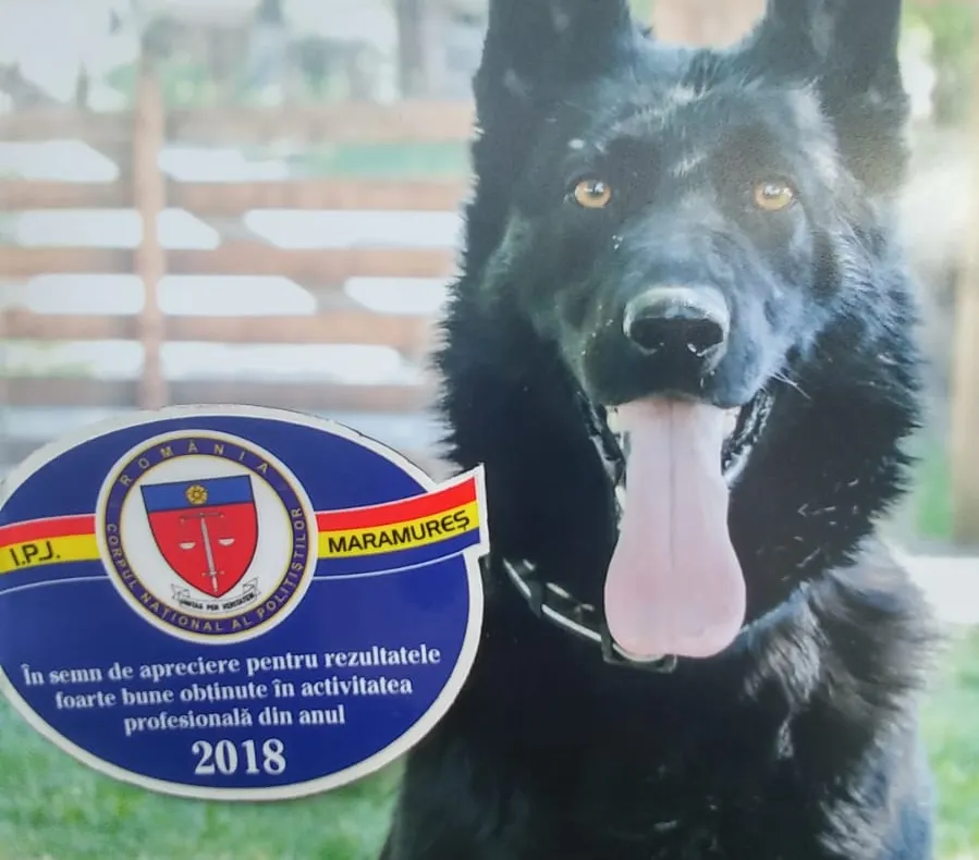 Un nou caz soluţionat de Teba, câinele poliţist