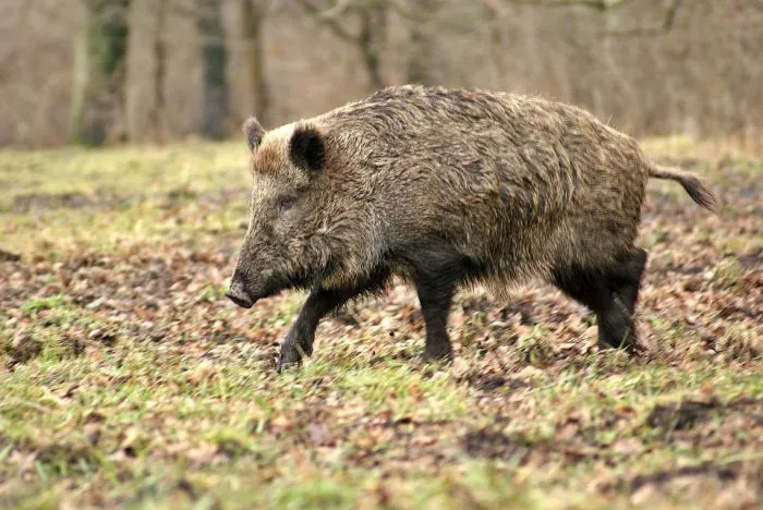 Pestă porcină confirmată la un porc mistreț găsit decedat pe un fond de vânătoare la Seini