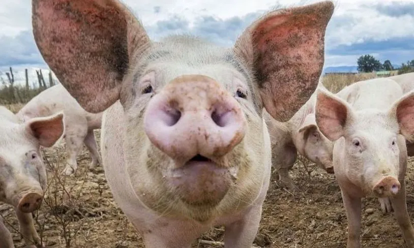 Focar de Pestă Porcină Africană în Șieu