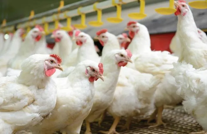 Gripa aviară confirmată într-o fermă de tip comercial din județul Maramureș