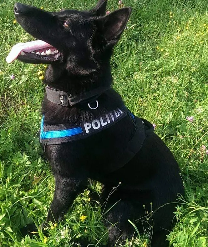 TEBA – MEREU ÎN LINIA ÎNTÂI | Câinele poliţist a fost cooptat în echipa de cercetare constituită în urma sesizării unui furt in Sălsig