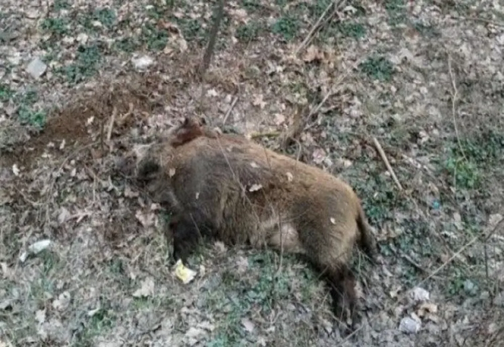 Pestă porcină africană confirmată la un porc mistreț găsit decedat pe un fond de vânătoare la Cicârlău