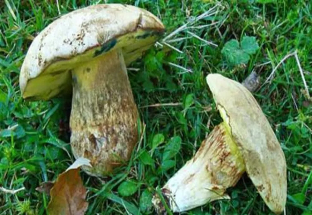 2 adolescente din Maramureș, intoxicate cu ciuperci