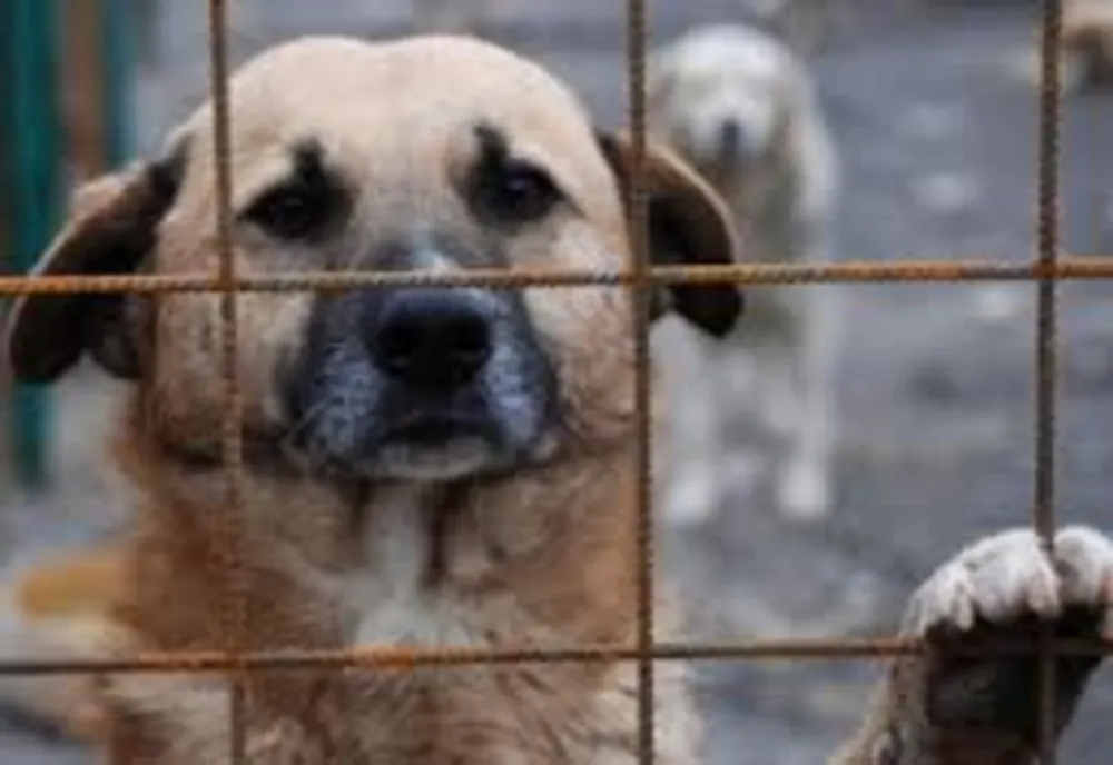 Amendă de 3000 de lei aplicată de Biroul pentru Protecția Animalelor Maramureș: 12 câini erau ţinuţi în condiţii improprii