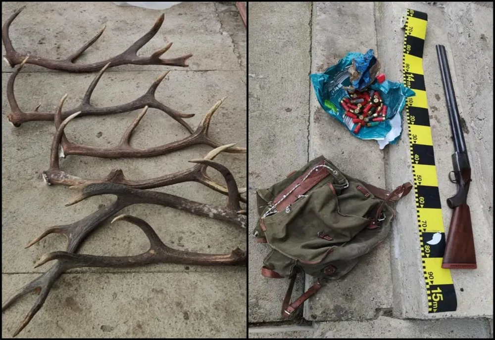 Percheziţie în Iadăra! Oamenii legii au confiscat o armă, muniţie, trofee şi carne de vânat (FOTO)