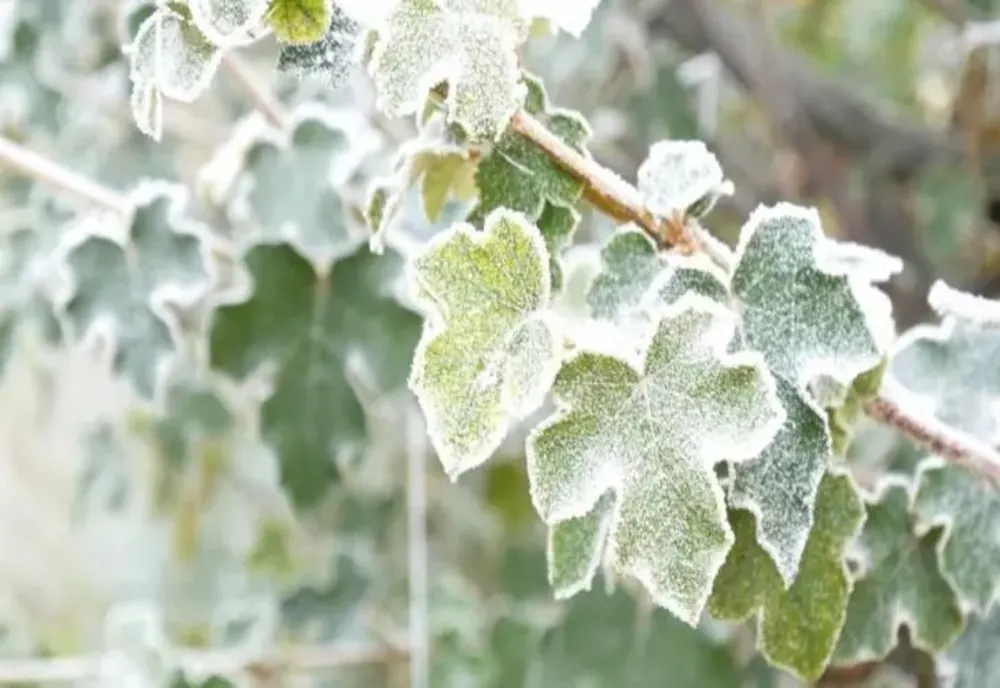 Temperaturi tot mai scăzute dimineața, unde va fi cel mai frig