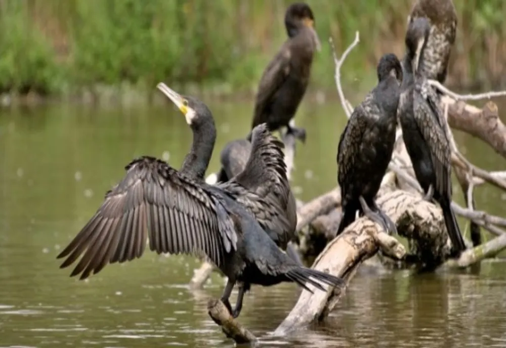 Petre Daea reia războiul împotriva CORMORANIILOR: Mi-au luat peștele înainte să-l pun în frigider