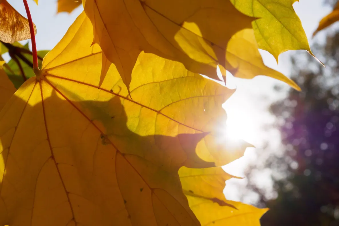 Soare și maxime de până la 22°C în Maramureș