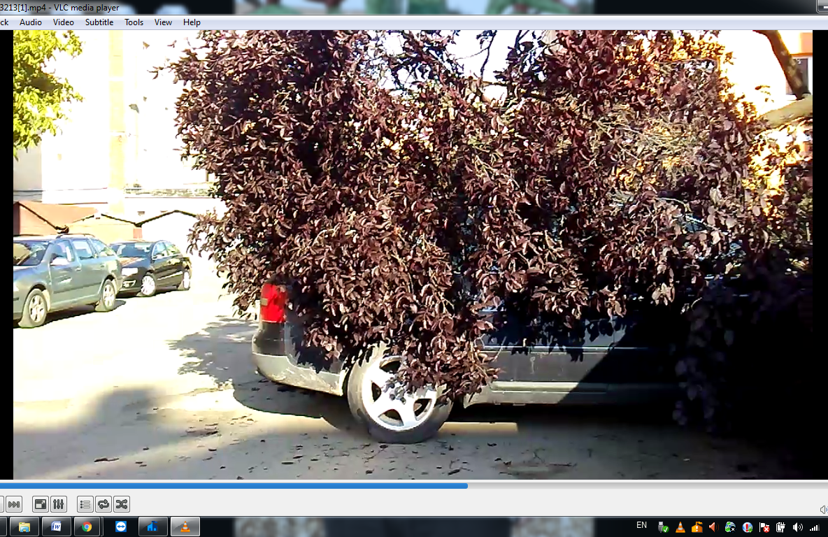 Şofer cu maşina avariată din cauza unui copac bâtrăn rupt