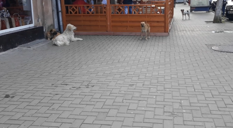Au reapărut haitele de câini fără stăpân pe străzile din Sighetu Marmației