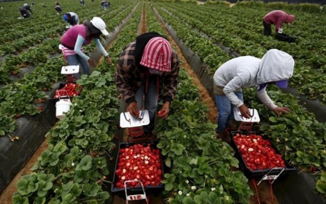 Firmele din Spania caută căpşunari în Maramureş