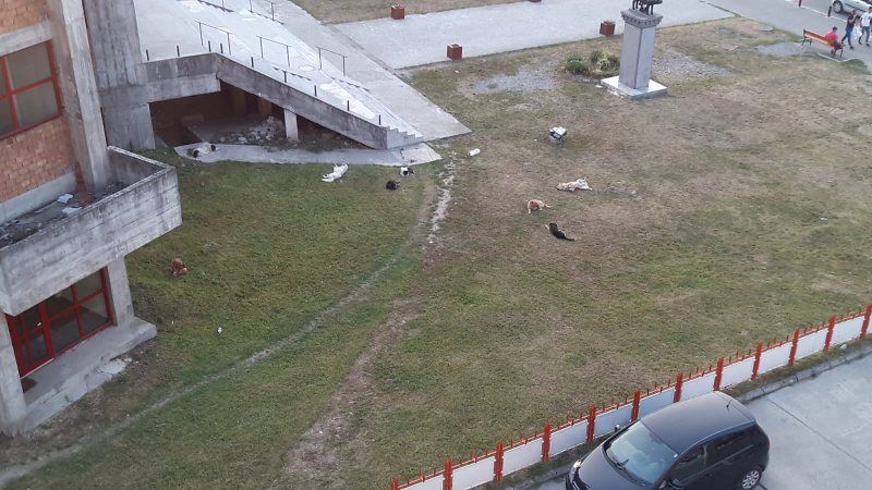  În timp ce adăpostul câinilor fără stăpân din  Sighetu Marmației este ocupat în totalitate, haitele de câini comunitari se plimbă prin oraș