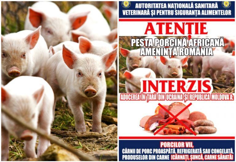 Măsuri pentru prevenirea apariției și extinderii pestei porcine africane în Maramureș