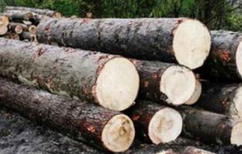 Peste 100 de acţiuni organizate de poliţiştii maramureşeni pentru protejarea fondului forestier