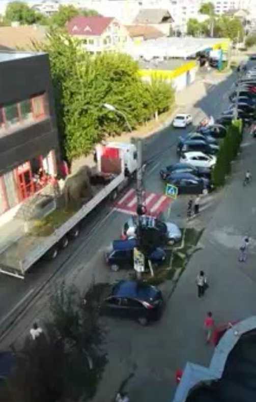 Reacții dure după ce un elefant a fost plimbat pe un camion prin Sighetu Marmației pentru a promova un spectacol de circ