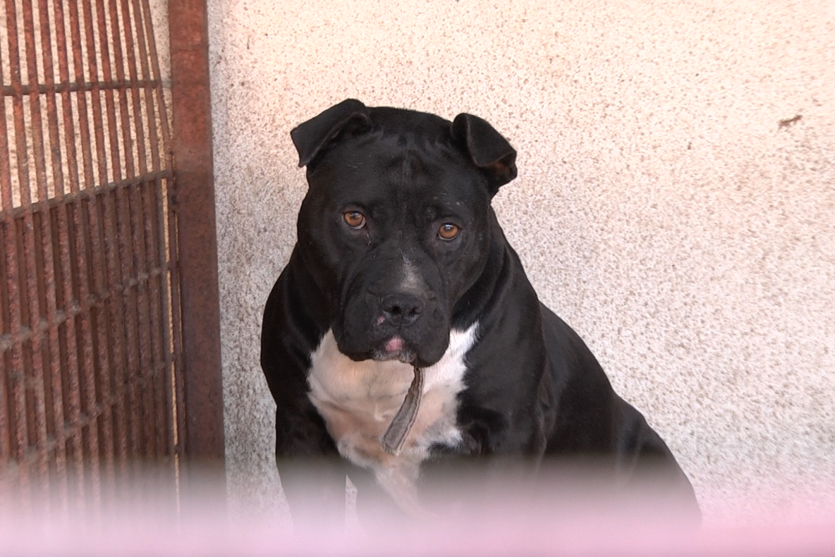 Sighetenii sunt invitați să adopte un câine. Târgul de adopții va avea loc duminică