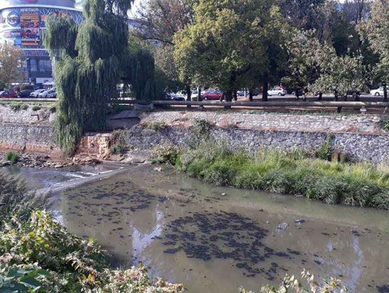 Alertă | Poluare cu ulei pe râul Săsar din Baia Mare