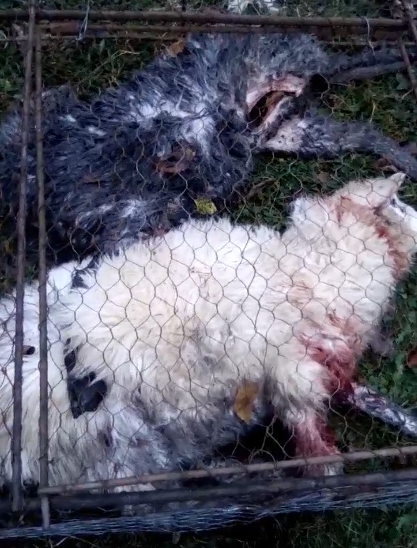 Câinii comunitari au făcut prăpăd în gospodăria unui sighetean