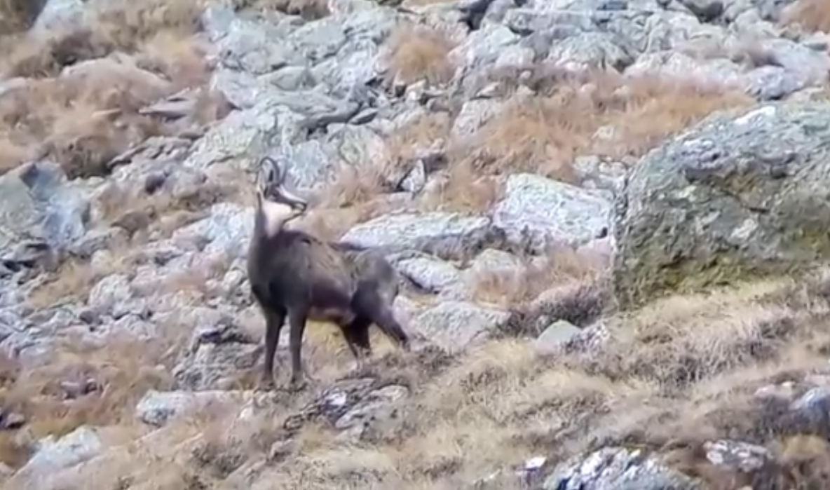 A avut loc acțiunea de toamnă pentru evaluarea efectivelor de capră neagră de pe raza Parcului Național Munții Rodnei