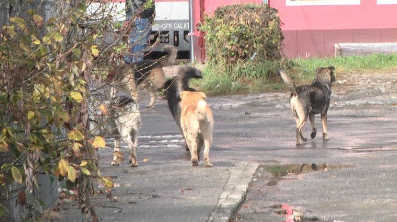 Se caută soluții pentru rezolvarea problemei câinilor fără stăpân din Sighetu Marmației