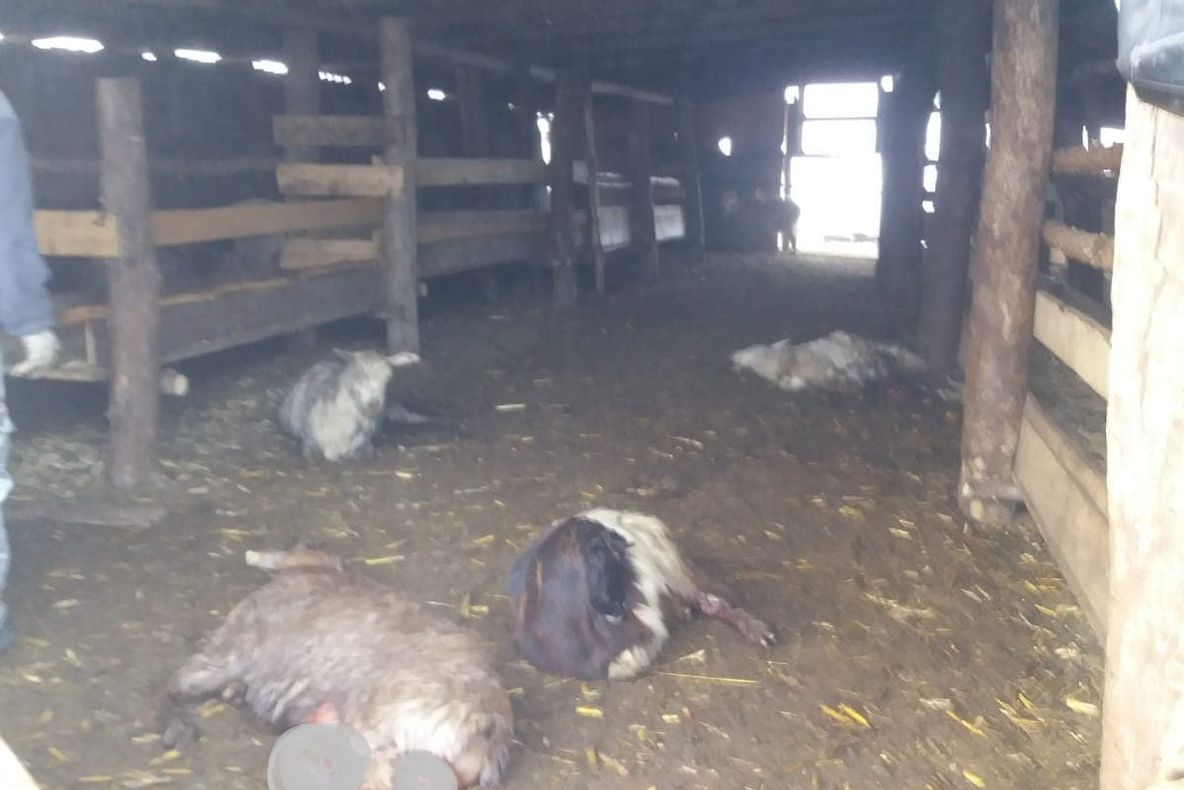 11 concerte în 11 locații oferite de Paula Seling și Ducu Bertzi în cadrul evenimentului ”Crăciun în Maramureș”