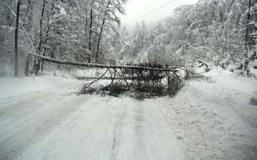 Copaci prabusiti sub greutatea zapezii pe DJ 183, Valea Neagra-Izvoare