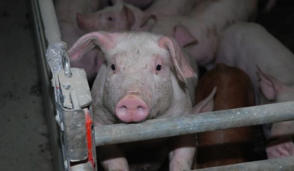 Transportul ilegal de animale se sancționează drastic