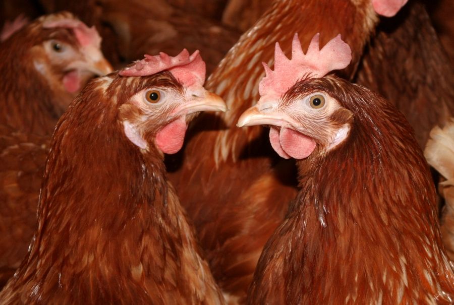 Reglementări privind sprijinirea sectorului avicol