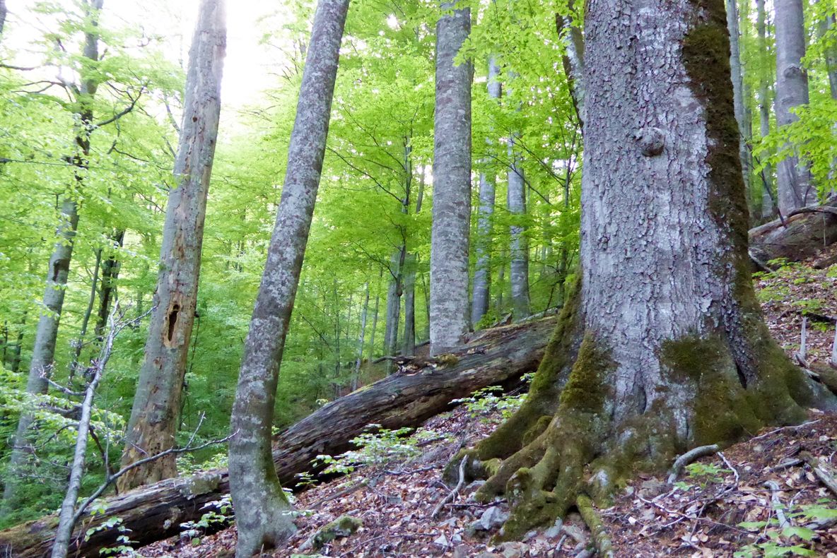 Proprietarii de păduri ar putea primi subvenții de la APIA