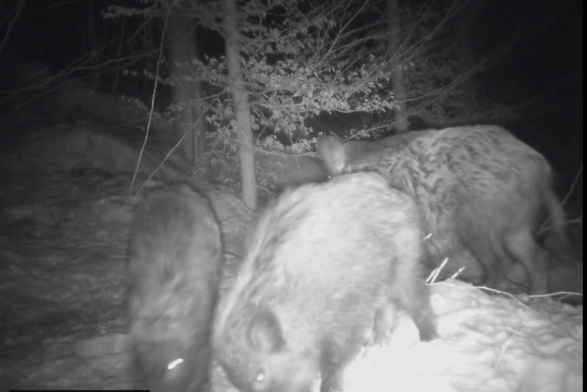 Ajunși la capătul răbdării din cauza mistreților