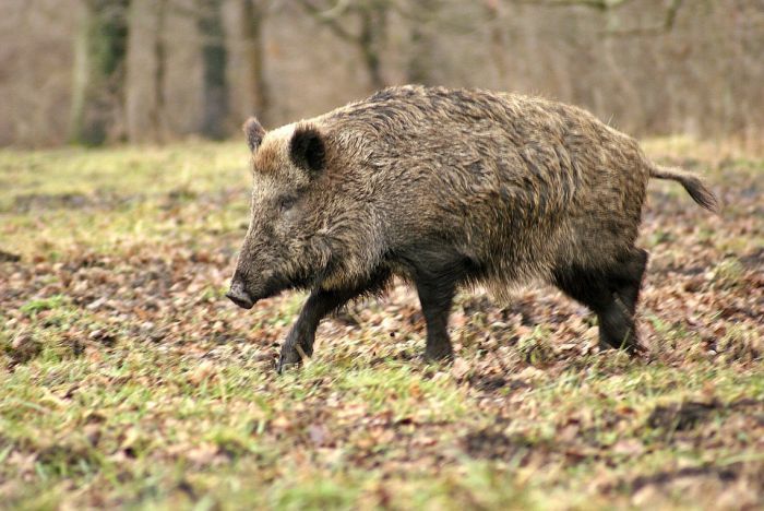 Restricții în Maramureș din cauza Pestei Porcine Africane diagnosticată la mistreți din județul Satu Mare